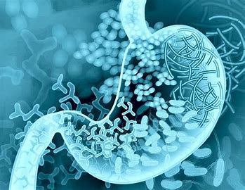 The Gut Microbiome: A Foundation for Wellness
